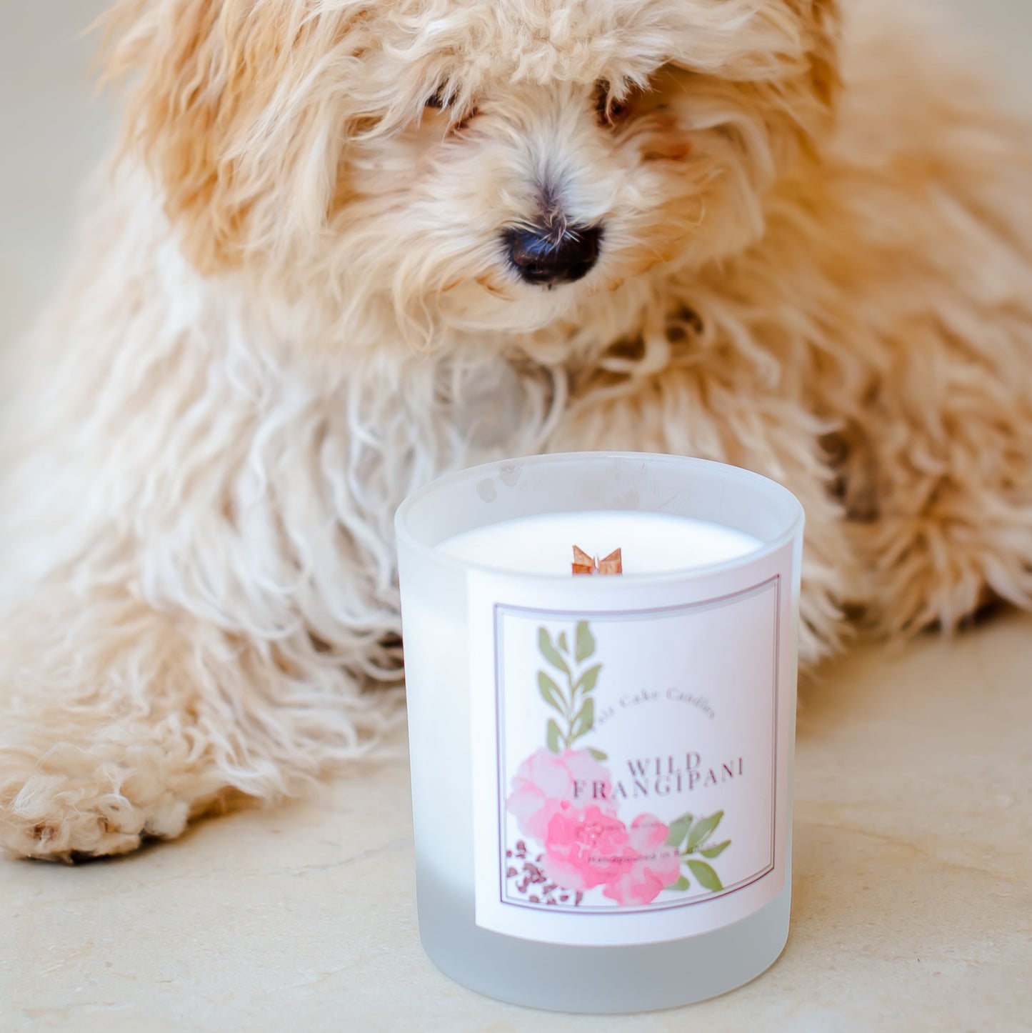Candle labeled 'Wild Frangipani' with a dog in the background