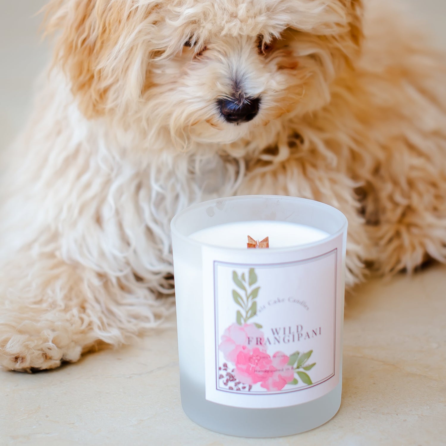 Candle labeled 'Wild Frangipani' with a dog in the background